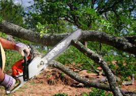 Best Emergency Tree Removal  in Carthage, IL